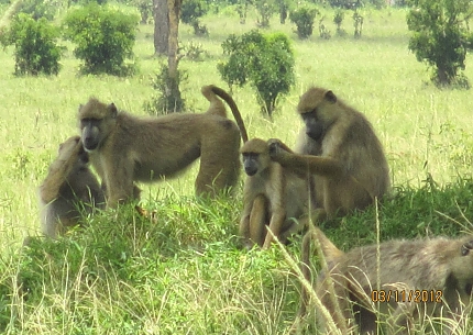 Baboons in Mikumi National Park Safari.