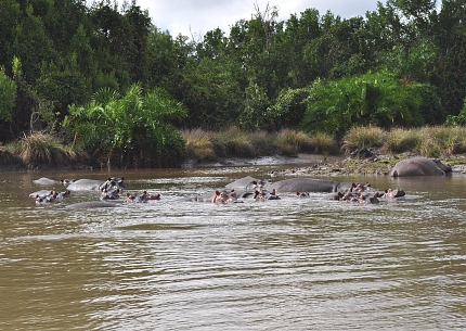 Buffalos in Saadani National Park