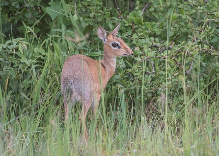 Dik Dik in Ruaha National Park