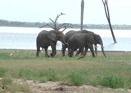 Elephants in Selous Game Reserve