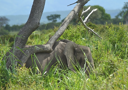 Elephants in Mikumi National Park Safari.