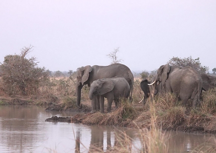 Elephants in Mikumi National Park
