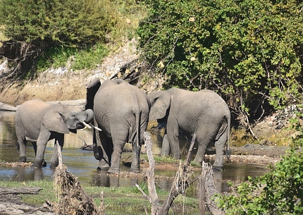 Elephants in Ruaha National Park