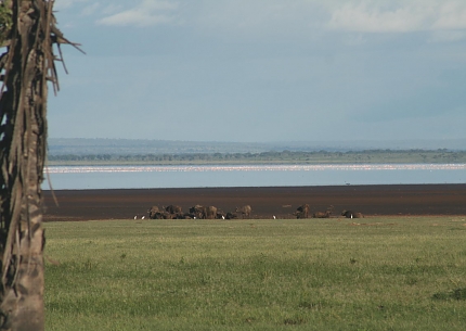 Flamingos in Lake Manyara National Park