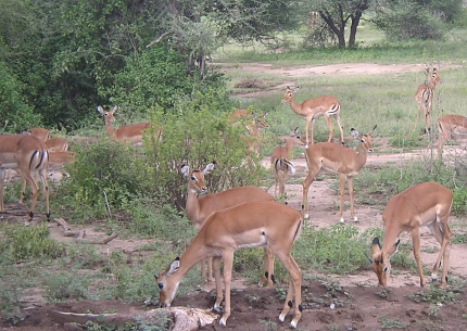 Impalas in Lake Manyara National Park