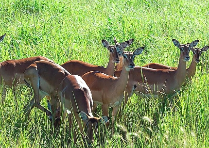 Impalas in Ruaha National Park