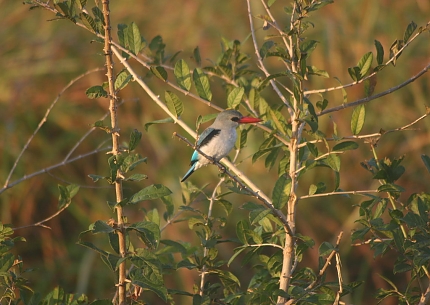 Kingfisher in the Saadani National Park