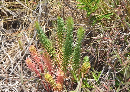 Kitulo National Park