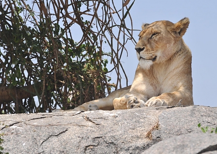 Lion in Serengeti National Park