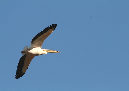 Pelican in Lake Manyara National Park