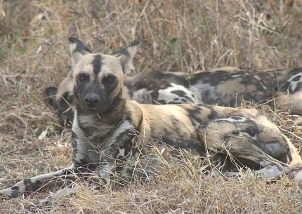 Wild-dogs in Selous Game Reserves